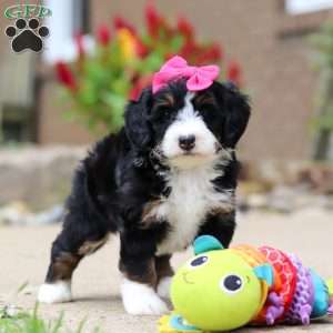 Lemonade, Mini Bernedoodle Puppy